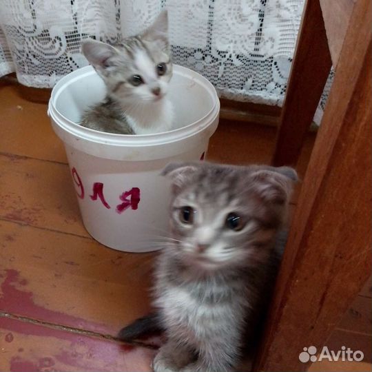 Кошка в дар бесплатно