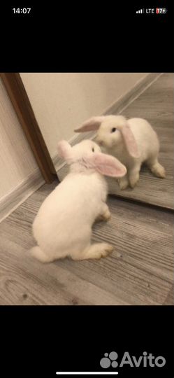 Декоративный кролик