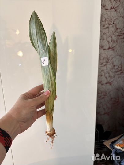 Сансeвиерия Mарлоу Маrlowе