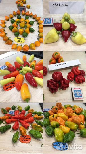 Семена из сверхострых и острых перцев