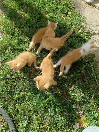 Котята в добрые руки