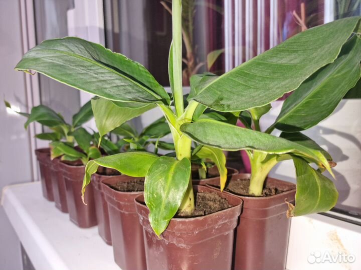 Карликовый банан