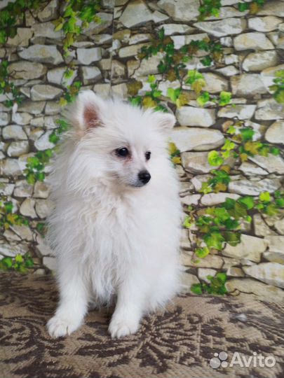 Продам щенков шпица