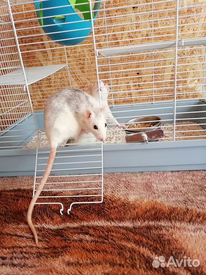 Крыса домашняя с клеткой