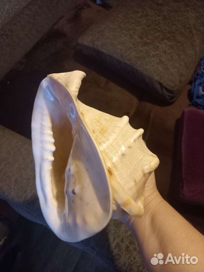 Ракушка морская большая