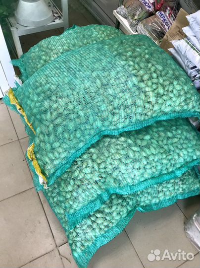 Лук севок розница/мелк.опт в ассортименте