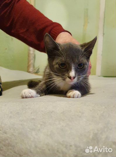 Котенок девочка в дар