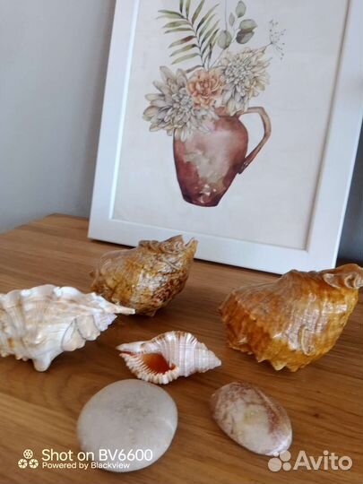Морские раковины и камни