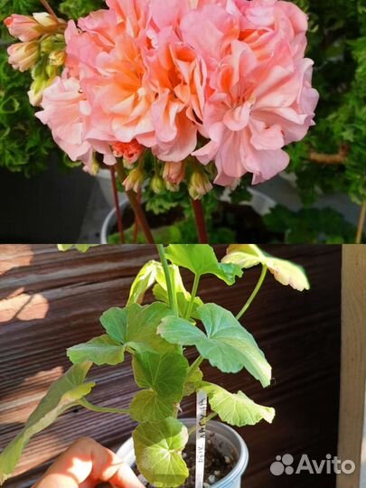 Пеларгония герань