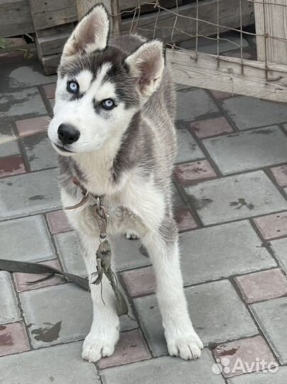 Щенок Сибирский Хаски