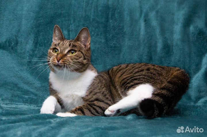 Кошка Алиса стерилизована