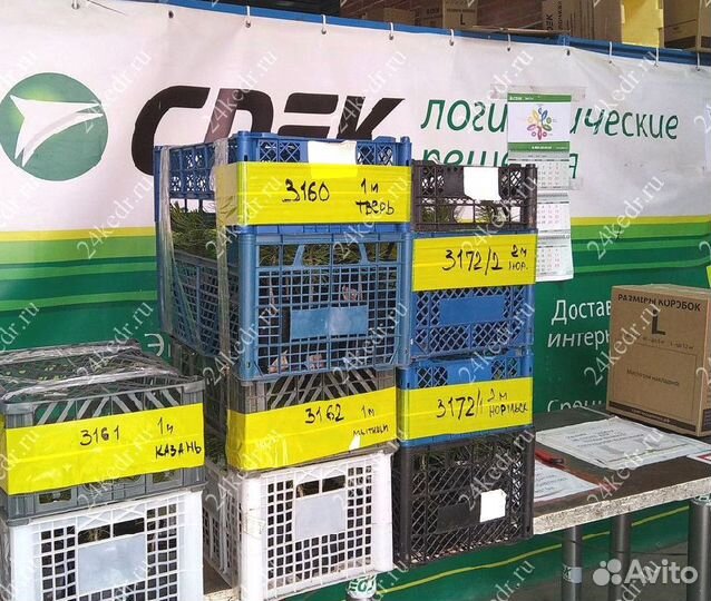 Сибирский кедр. Саженцы