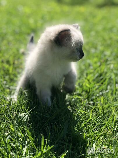 Котята в добрые руки. Один месяц, приучены к лотку