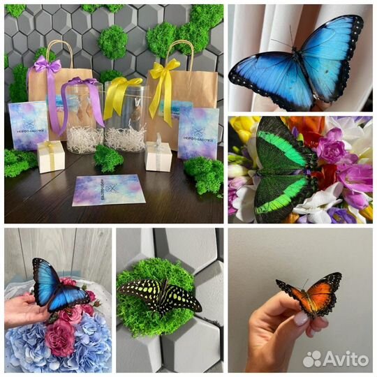 Ферма бабочек и живые бабочки