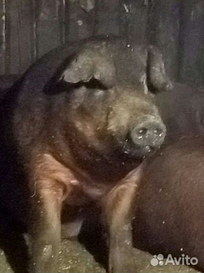 Поросята - дюрок, ландрас чистопородные на племя