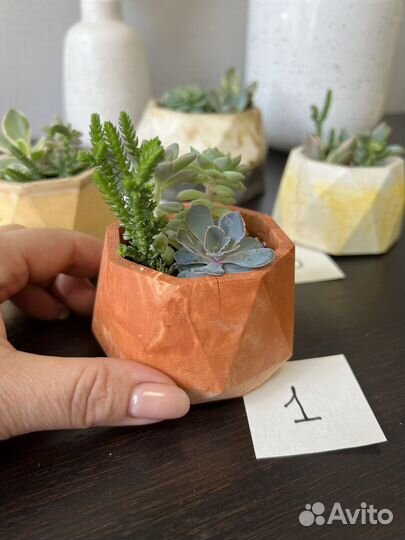 Суккуленты