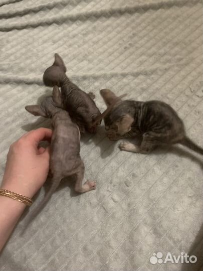 Котята донского сфинкса