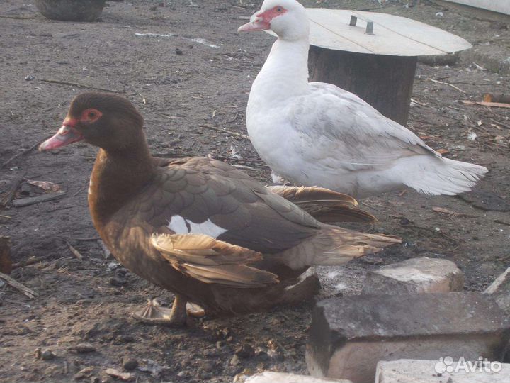 И/я кур русской хохлатой и мускусной утки