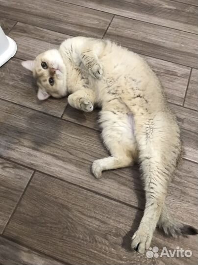 Шотландский золотой кот