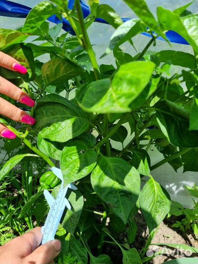 Перец супер острый hananero chocolate