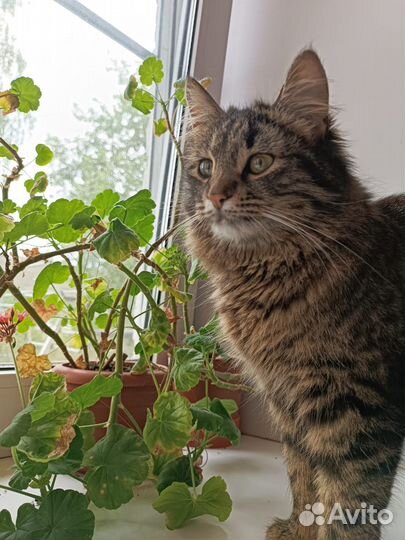 Кошечка в дар
