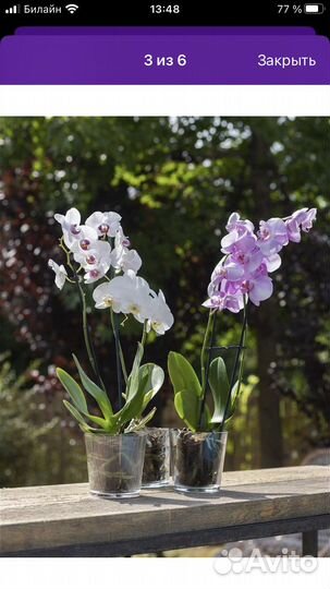 Стеклянное кашпо для цветов