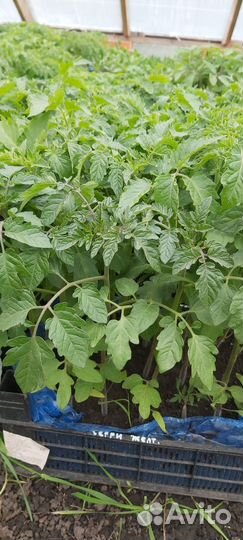 Рассада помидоров, перцев, огурцов