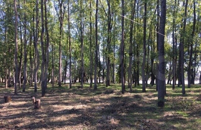 Участок 9,6 сот. (СНТ, ДНП)