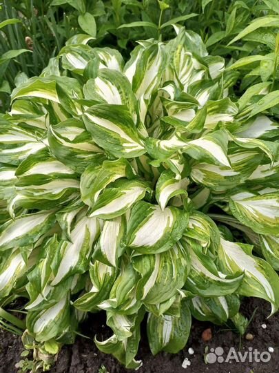 Хоста, медуница