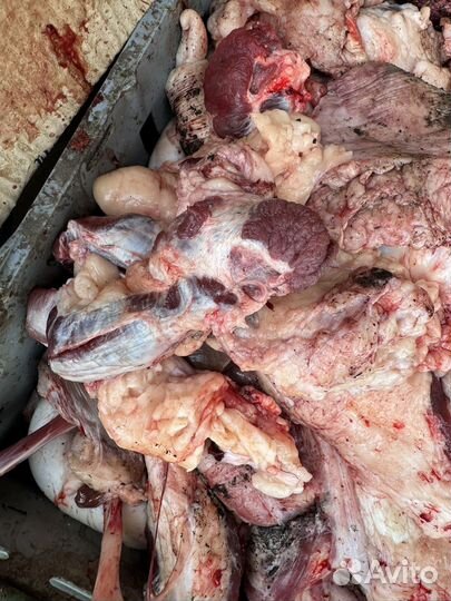 Корм мясо для собак