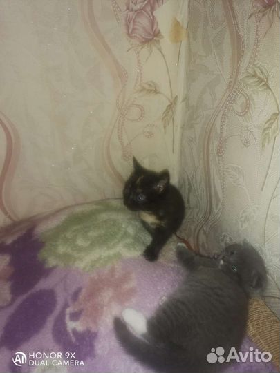 Кошка в дар бесплатно
