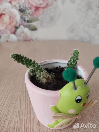 Кактус