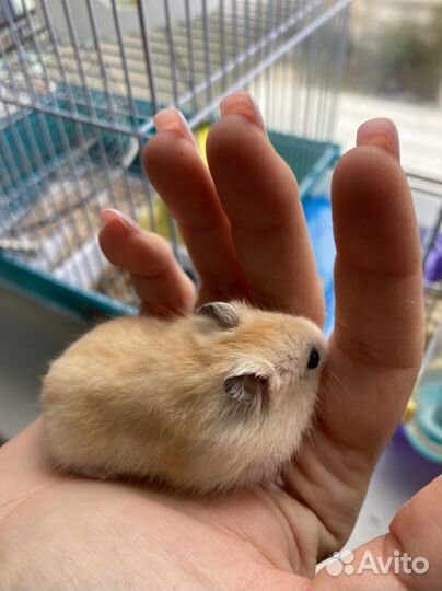 Золотой джунгарик, 3 недельки