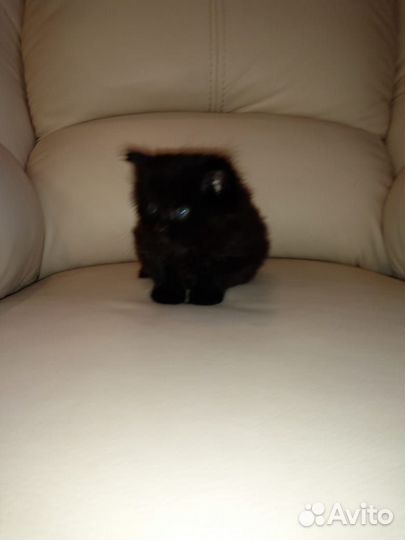 Котята в добрые руки бесплатно