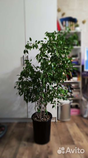 Фикус Бенджамина большой