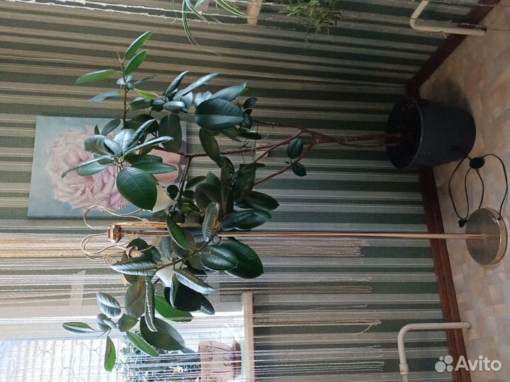 Цветы интерьерные, комнатные