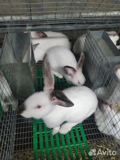 Калифорнийские кролики