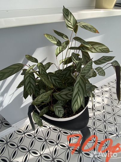 Комнатные растения цветы