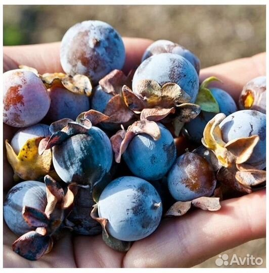 Саженцы Хурма Кавказская