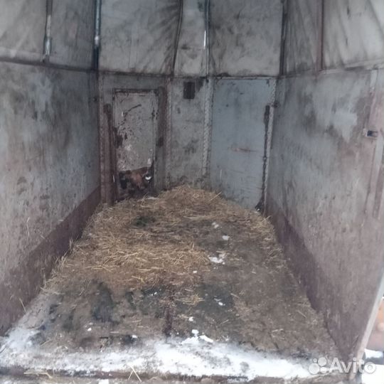 Прицеп коневозка