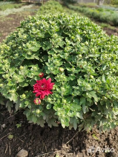 Продам декорации