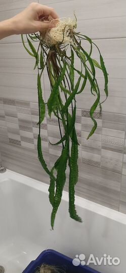 Криптокорина