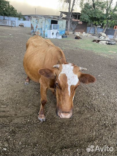 Коровы 2