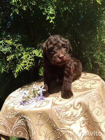 Мальтипу малыши мини