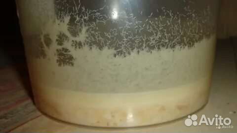 Нематода живой корм для аквариумных рыбок