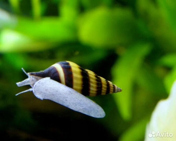 Улитка хелена