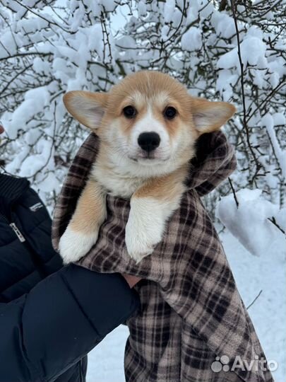 Вельш-корги щенки