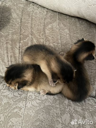 Абиссинские котята