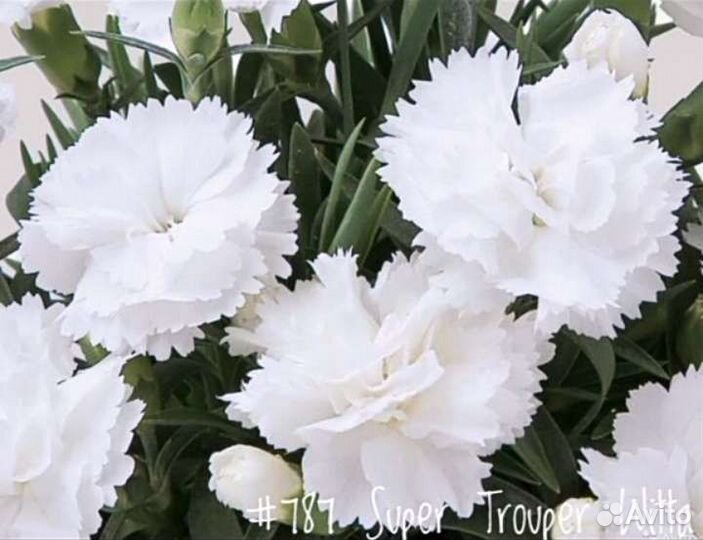 Гвоздика Вегетативная в Ассортименте