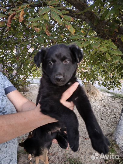 Собака щенок охранник